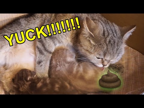 Mamãe gata massageia barriga de seus gatinhos para fazer cocô