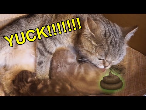 Mama-cat massages bellies of her kittens to poop