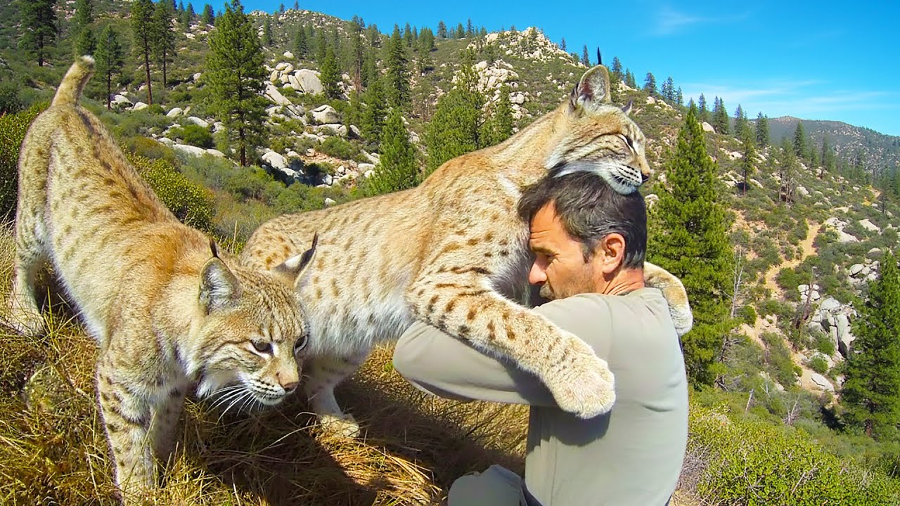 Bobcat Recognizes the Man Who Once Saved Her—Then Brings a Shocking Surprise