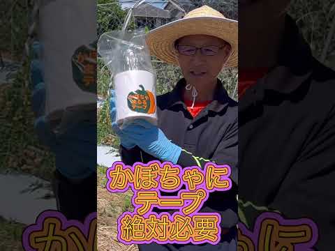 カボチャの方が好き:こうやって作る 植物