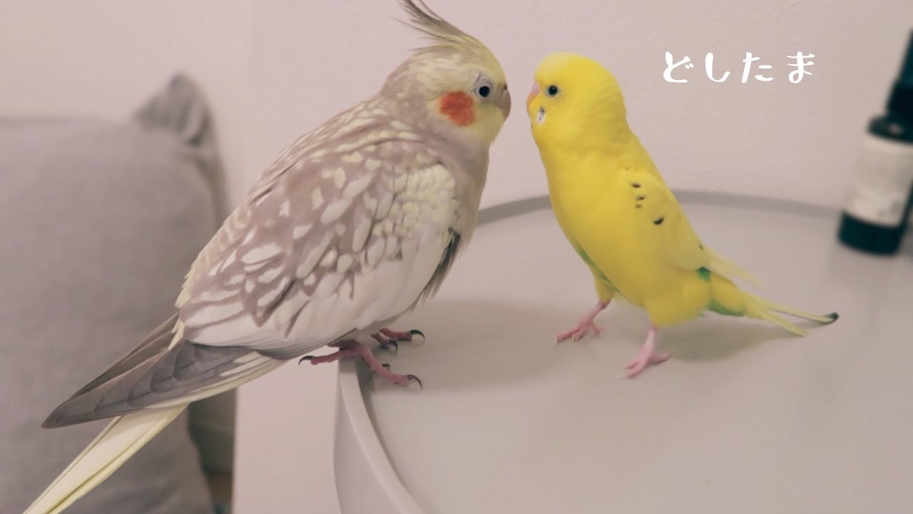 喋りかけるセキセイインコに動じないオカメインコ、急須に集合 talking Budgie Cockatiel