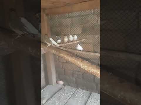 zaber finch colony #zaber#finch#