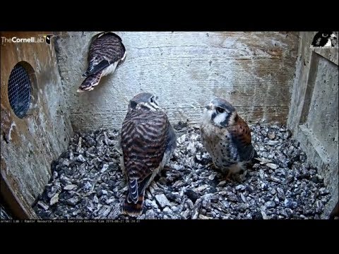 Cornell American Kestrel Cam ~ 2nd Kestrel Fledges Today! 6.21.19