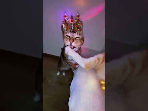 表弟呀，這就是你城裡的體面工作？ 來汽水把這首歌設置為鈴聲 #寵物運鏡 #舔貓 #埃及搖 #萌寵版埃及搖