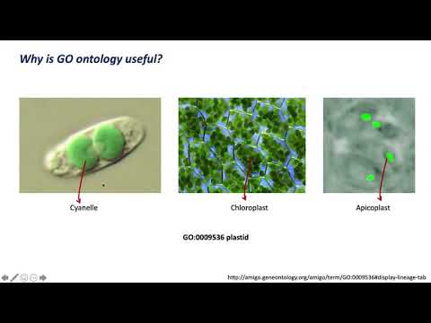 GO Enrichment lecture (VectorBase)