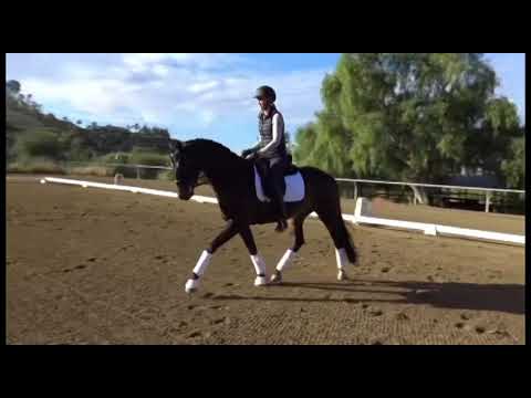 "DJ" 2013 Don Juan de Hus x Lanciano x Fidermark