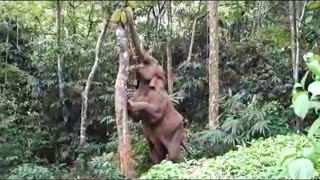 ചക്ക കൊമ്പൻ I Kerala Elephant Climbs Jackfruit Tree