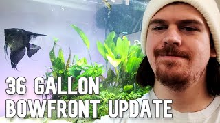 What I'm keeping in my 36g Bowfront Aquarium