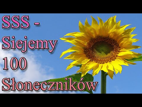 SSS - Siejemy 100 Słoneczników - 1