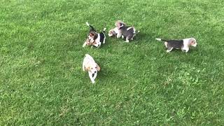 Beagle Puppies Videos