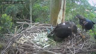 Wojownik wspaniały Crowned Eagle Zimbali Estate - samiec z wizytą 2025 10 27