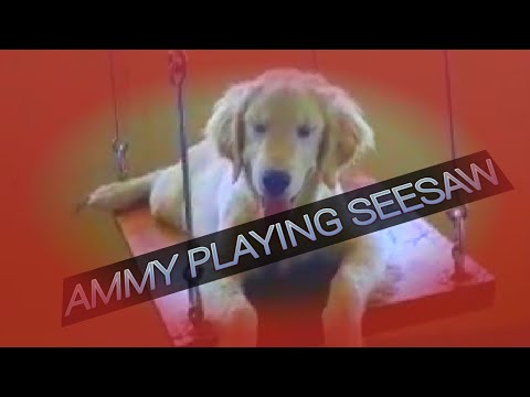 Ammy golden retriver playing seesaw|#funnymovements|