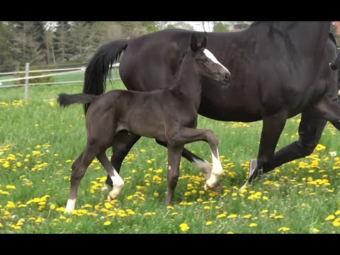 *2021 Stute von Dancier Gold - Bernay SOLD!!!