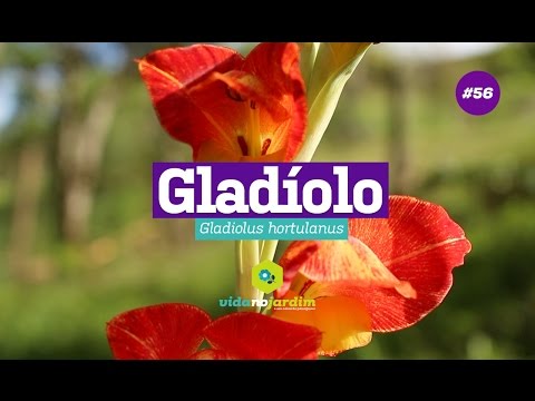, title : 'Como cuidar do Gladíolo ( dicas de cultivo )'