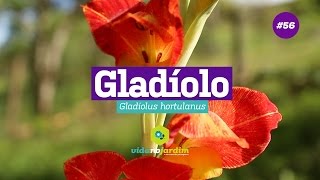 Vídeo sobre o produto