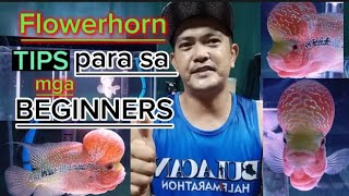 PAANO MAG ALAGA NG FLOWERHORN PARA SA MGA BEGINNERS / HOW TO CARE FLOWERHORN FISH FOR BEGINNERS