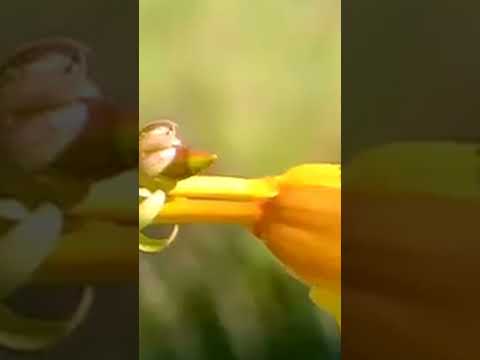 Heitoraí (GO): história e natureza de Goiás #Shorts