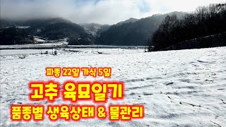 고추 육묘일기 가식 5일 파종 22일 괴산청결고추 고추 모종키우기 자연울림 청정괴산 풀뿌리농장 [고추재배방법…