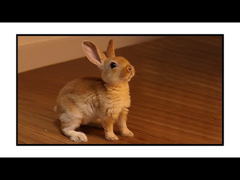, title : '아기 미니렉스토끼 가루를 소개합니다. (Introducing Garoo, the Mini Rex Rabbit.)'