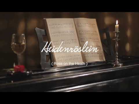 Heidenröslein (Rose on the Heath)