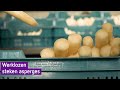 Werklozen steken asperges in Barchem