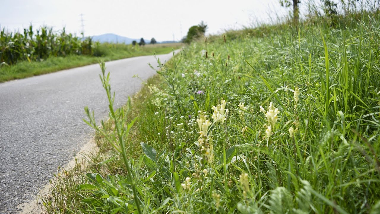Dynamischer Agroforst verbreiten