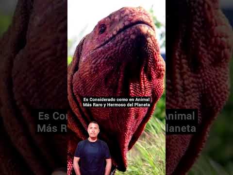 La Iguana Rosada única en el Mundo, se encuentra en #ecuador #galápagos