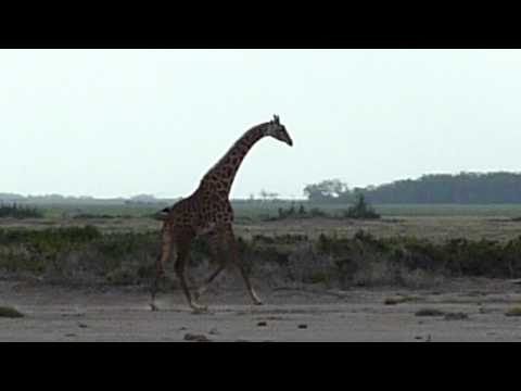 Beautiful Giraffe running