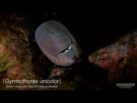 Gymnothorax unicolor
