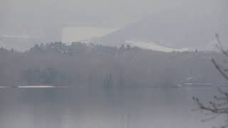 本州で過ごした白鳥たちがシベリアへ回帰ここは中継点