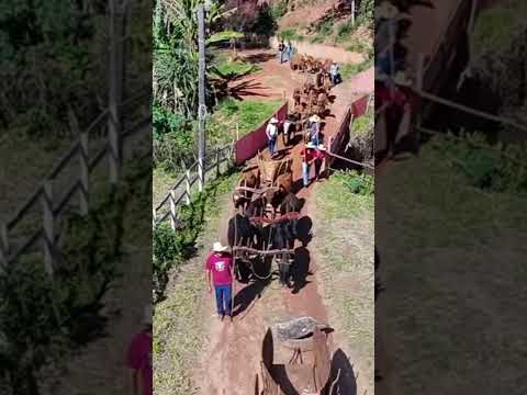OS CARREIROS EM TOCOS DO MOJI-MG