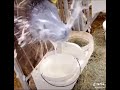 Cow sticks head in bucket of milk