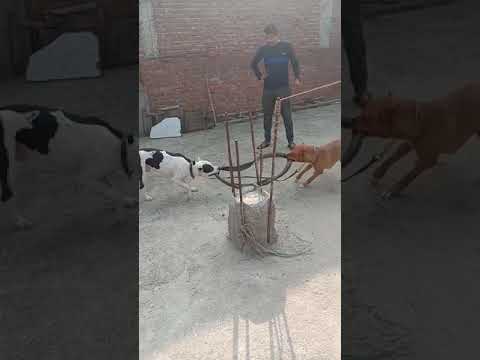 Simarpreet pet kennal all type dog are available my contact no 9354965928 WhatsApp number 9654547524