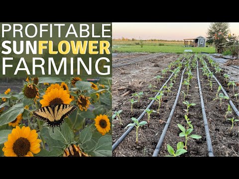 We Need To Grow 1,000s of Sunflowers! 🌻