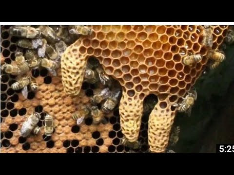 , title : 'كيف تجبر خلية النحل على تربية ملكة التطريد الطبيعي بسرعة  والاستفادة منها'