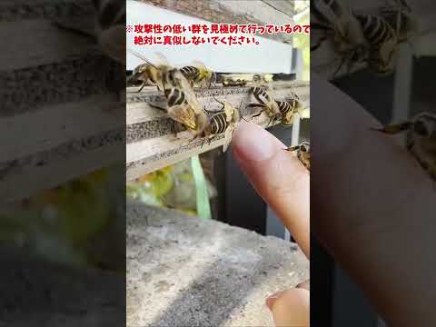 ミツバチの死は人類の終末に非常に恐ろしい影響を及ぼしています