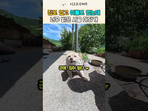 집도 이름도 없는 6살 시골개에게 꽃화분을 선물한 진짜 이유 #강아지 #반려견 #shorts #trending