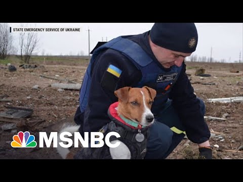 Jack Russell Terrier Has Turned Into A Ukrainian Hero