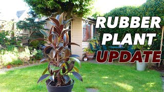 Ficus Elastica Chop Update - Dark Red Beauty