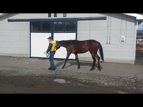 カレンフィオレラ 牝2歳 ※中央競馬 登録抹消 サラブレッドオークション