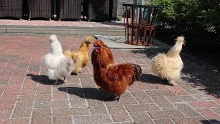 Pet chickens in Holland!