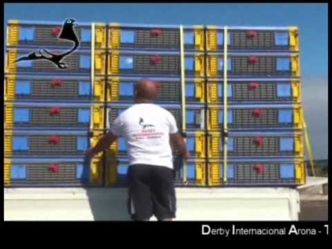 download lagu mp3 mp4 Pigeonparadise Com, download lagu Pigeonparadise Com gratis, unduh video klip Pigeonparadise Com