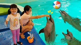 Download lagu Dolphins Show and Feed Dolphins | Play with Cute Animals mp3 Download lagu Dolphins Show and Feed Dolphins | Play with Cute Animals mp3