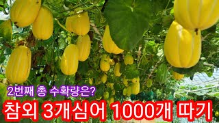 참외 3개심어 1000개따기 2번째 따는날 총몇개를 땄을까요?~참외 재배방법,참외추비비료,거름,관수 영양제 …