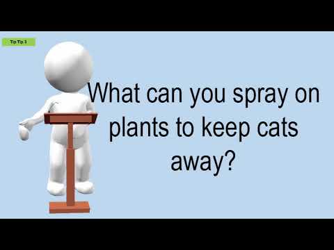 What Can You Spray On Plants To Keep Cats Away?