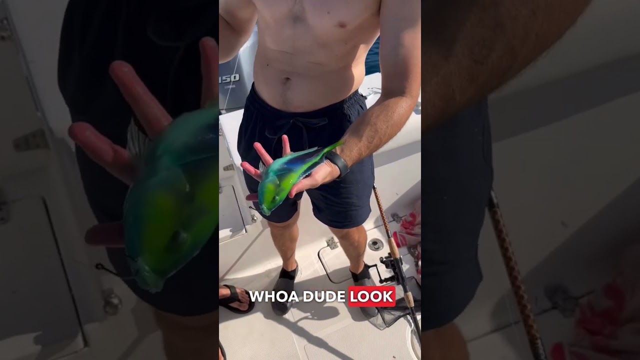 $1000 Aquarium Fish Caught for FREE!💰🐠