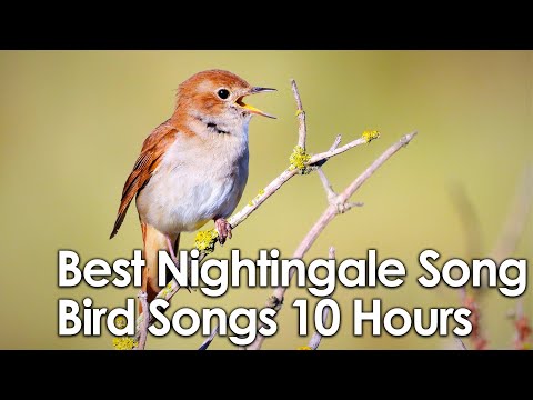 Common Nightingale Bird Singing at Night | Captivating Nature Sounds | 10 Hours