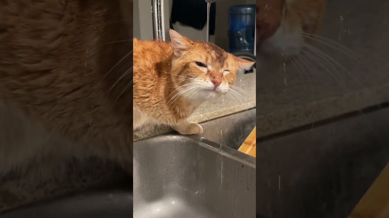 Classic Orange Cat Activities 🤣