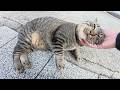 The Tabby Cat Meows Loudly Demanding A Massage From The Human