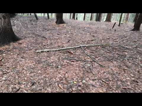 Ztratil jsem se v lese na houbách!